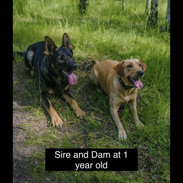 German Shepherd (Alsatian) - Both