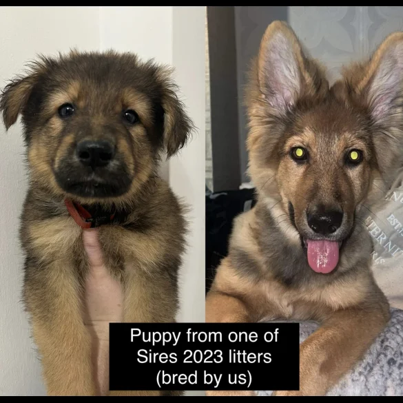 German Shepherd (Alsatian) - Both