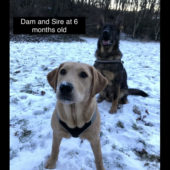 German Shepherd (Alsatian) - Both