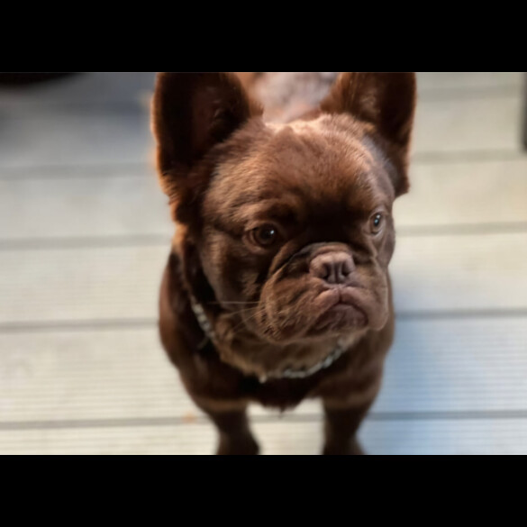 French Bulldog