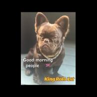 French Bulldog
