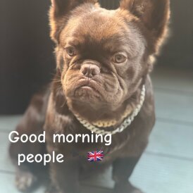 French Bulldog