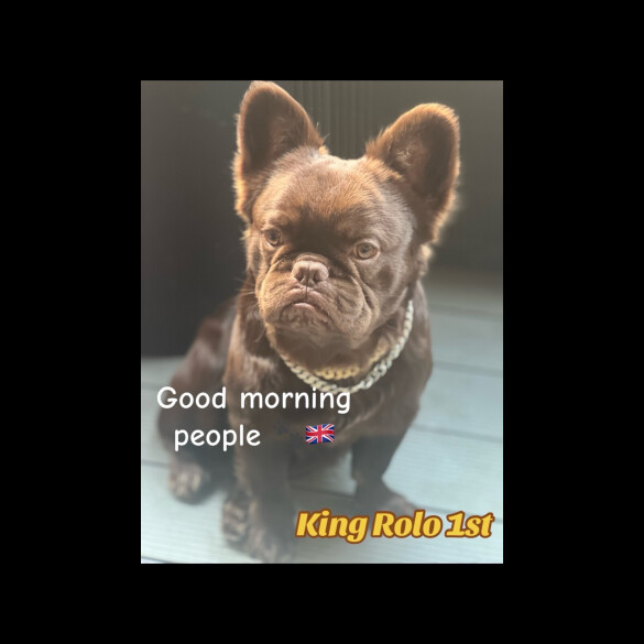 French Bulldog