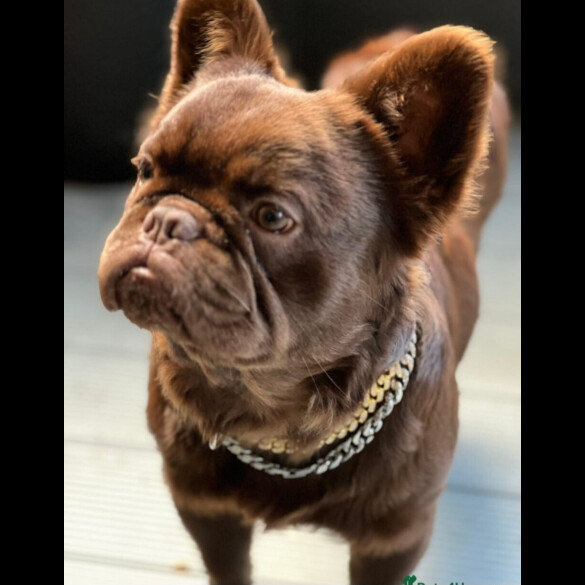 French Bulldog