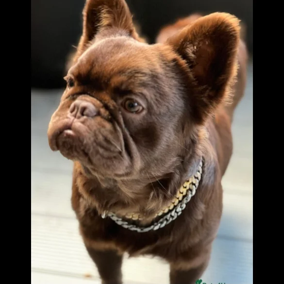 French Bulldog