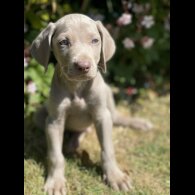 Weimaraner - Both