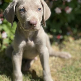 Weimaraner - Both