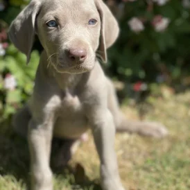 Weimaraner - Both