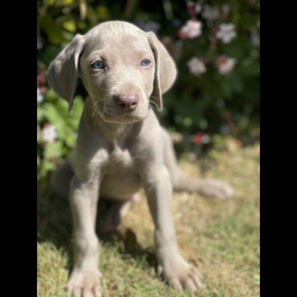 Weimaraner - Both