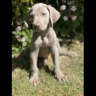 Weimaraner - Both