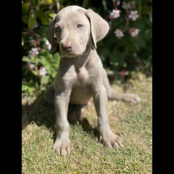 Weimaraner - Both