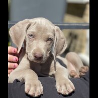 Weimaraner - Both