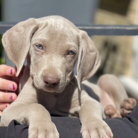 Weimaraner - Both