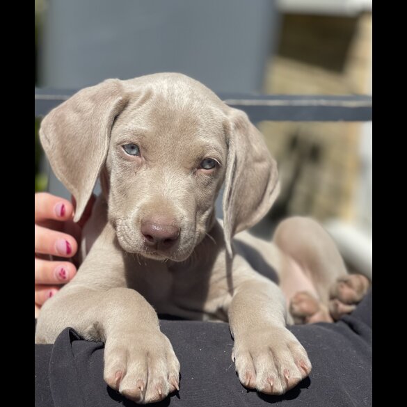 Weimaraner - Both