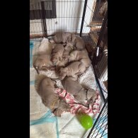 Weimaraner - Both