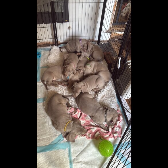 Weimaraner - Both
