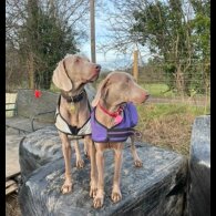 Weimaraner - Both