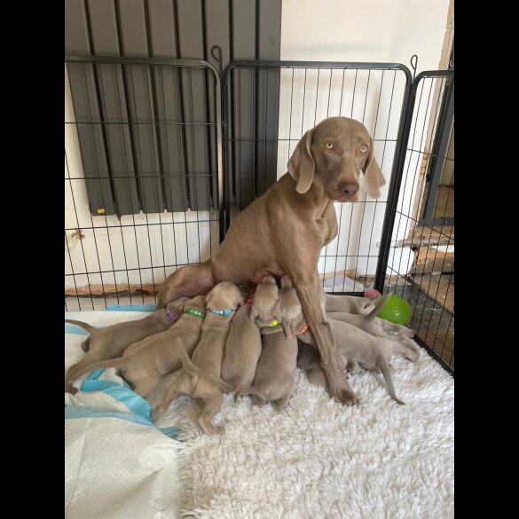 Weimaraner - Both
