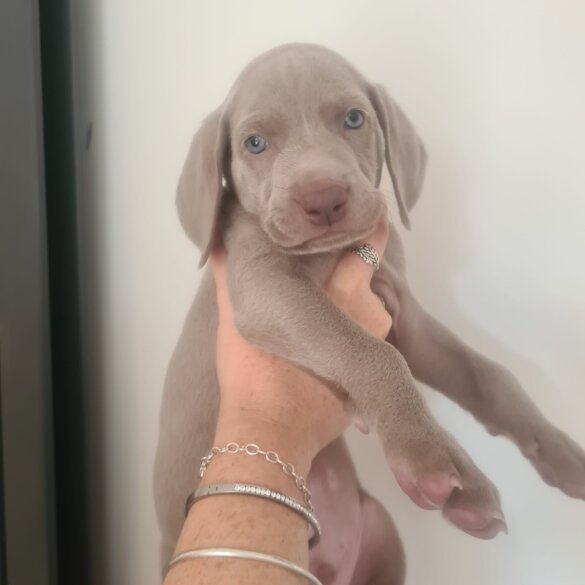 Weimaraner - Both