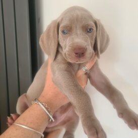 Weimaraner - Both
