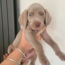 Weimaraner - Both
