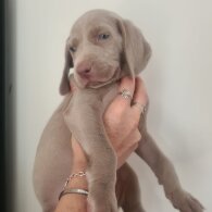 Weimaraner - Both