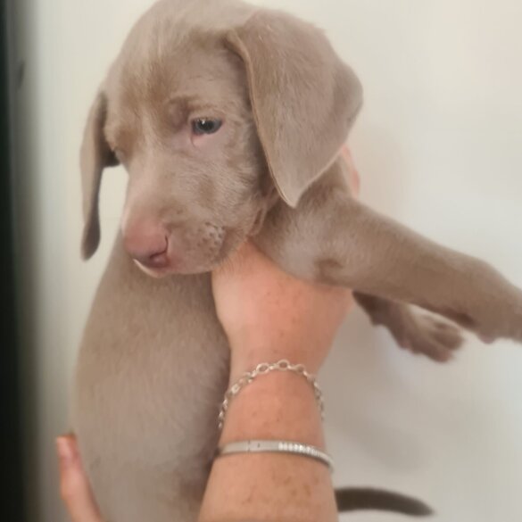 Weimaraner - Both