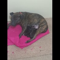 Staffordshire Bull Terrier - Both