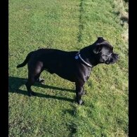 Staffordshire Bull Terrier - Both