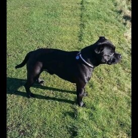 Staffordshire Bull Terrier - Both