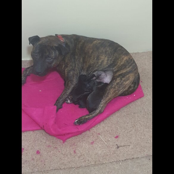 Staffordshire Bull Terrier - Both