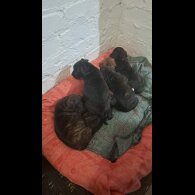 Staffordshire Bull Terrier - Both