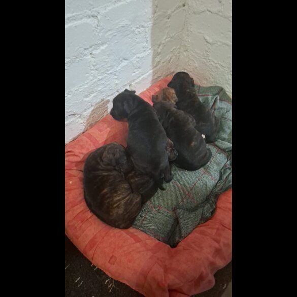 Staffordshire Bull Terrier - Both