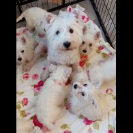 West Highland White Terrier - Both