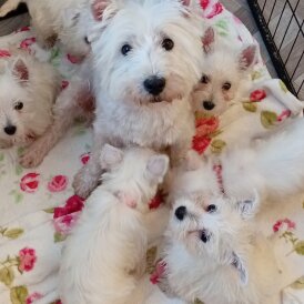 West Highland White Terrier - Both
