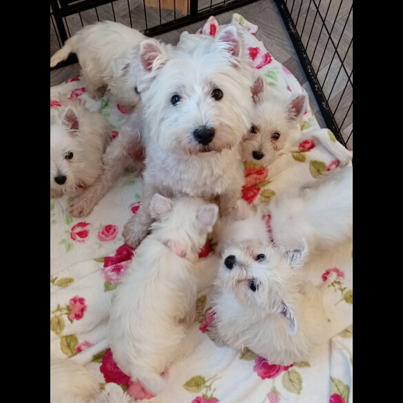 West Highland White Terrier - Both