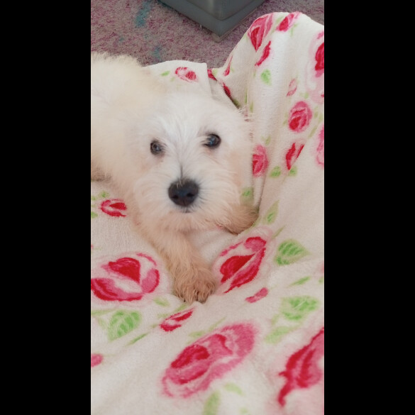 West Highland White Terrier - Both