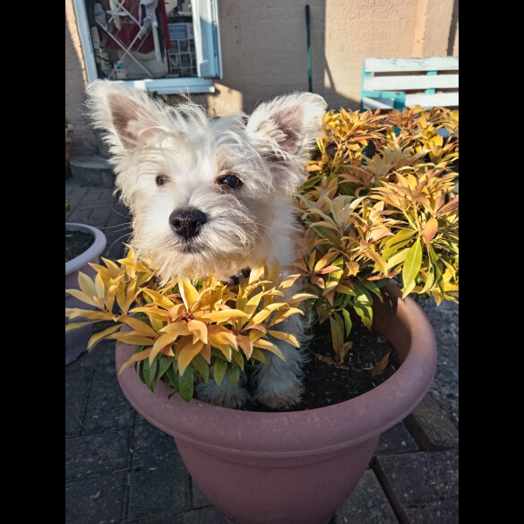 West Highland White Terrier - Both