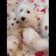 West Highland White Terrier - Both