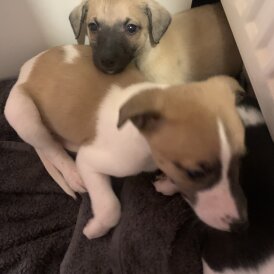 Whippet - Both