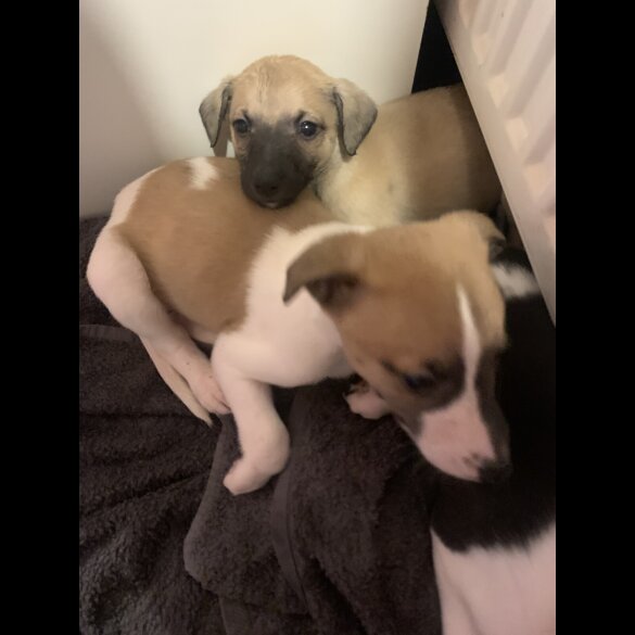 Whippet - Both