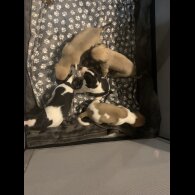 Whippet - Both