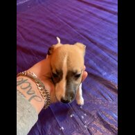 Whippet - Both
