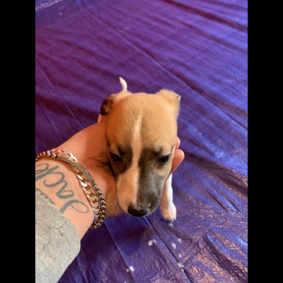 Whippet - Both
