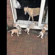 Whippet - Both