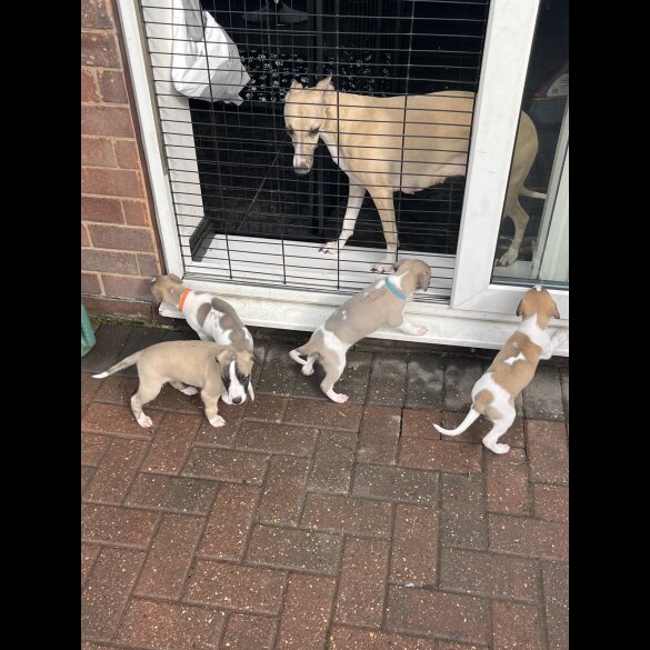 Whippet - Both