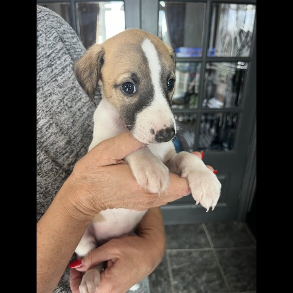 Whippet - Both