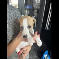 Whippet - Both