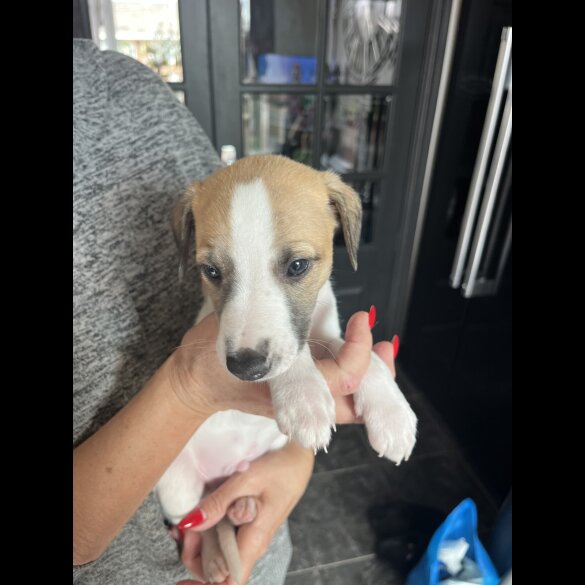 Whippet - Both