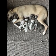 Whippet - Both